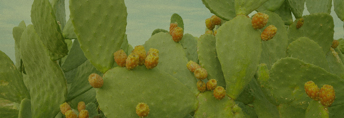 Cactus